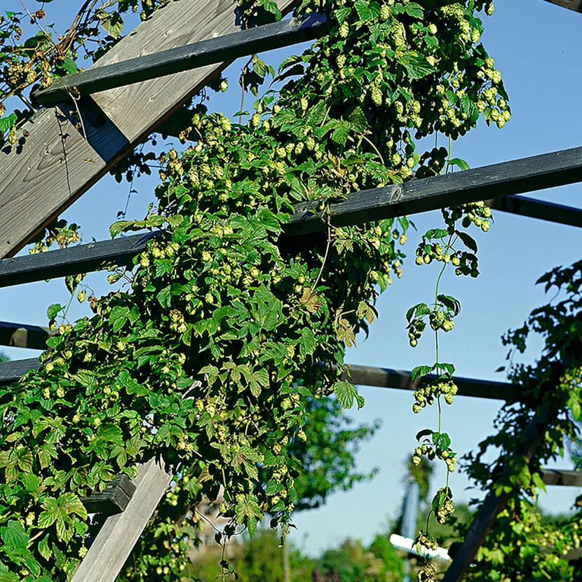 Hopfenpflanze rankt an Holzgestell