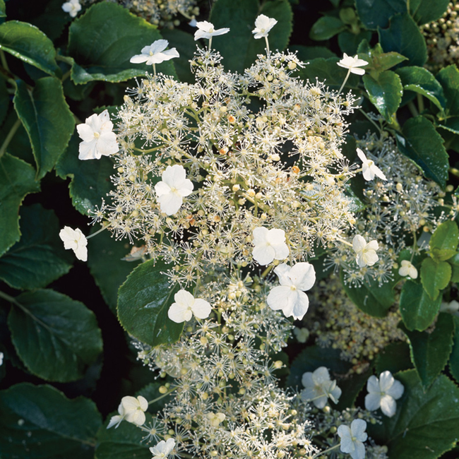 Bild von Kletterhortensie 'Petiolaris' weiß 14 cm Topf