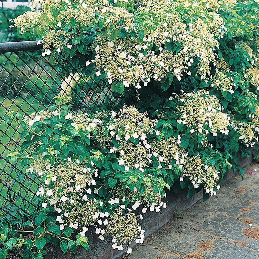 Kletterhortensie mit weißen Blüten an einem Zaun