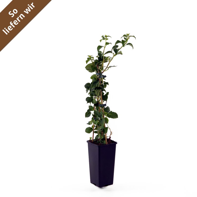 Kletterhortensie in schwarzem Topf