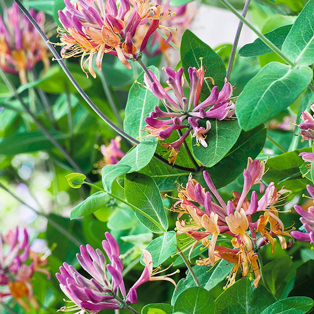 Nahaufnahme von rosa-orangenen Blüten des Geißblatts