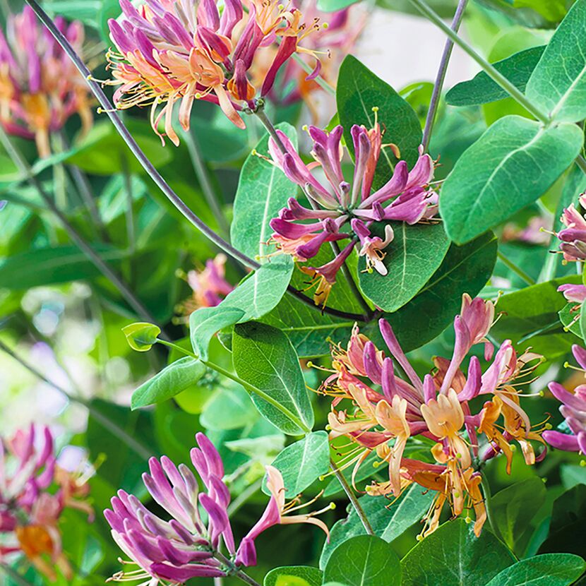 Nahaufnahme von rosa-orangenen Blüten des Geißblatts