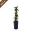 LONICERA HENRYI im schwarzen Topf