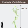 Person neben Lonicera Henryi mit maximaler Wuchshöhe 600 cm
