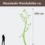 Person neben Lonicera Henryi mit maximaler Wuchshöhe 600 cm