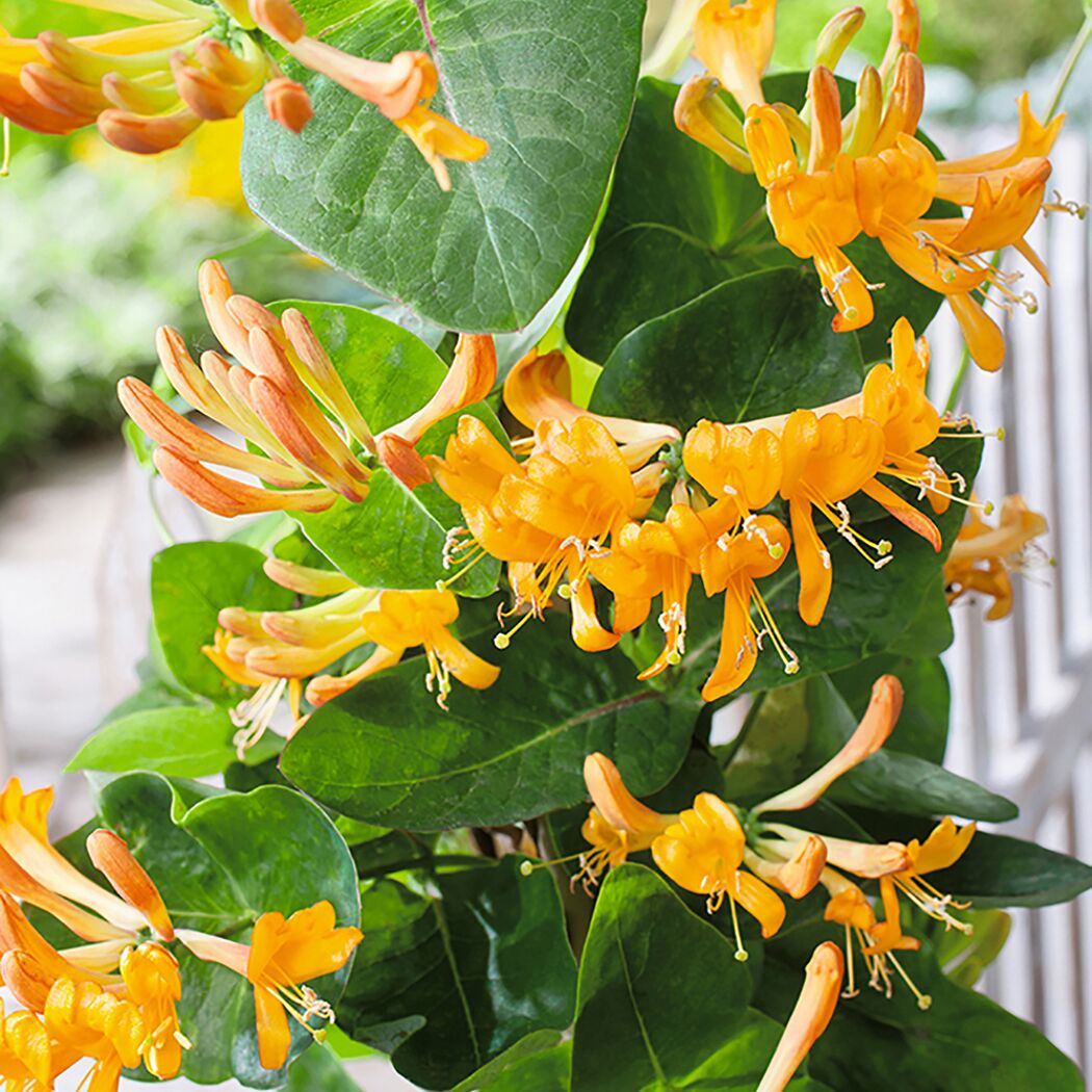 Geißblatt 'Tellmanniana' mit orangen Blüten