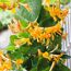 Geißblatt 'Tellmanniana' mit orangen Blüten