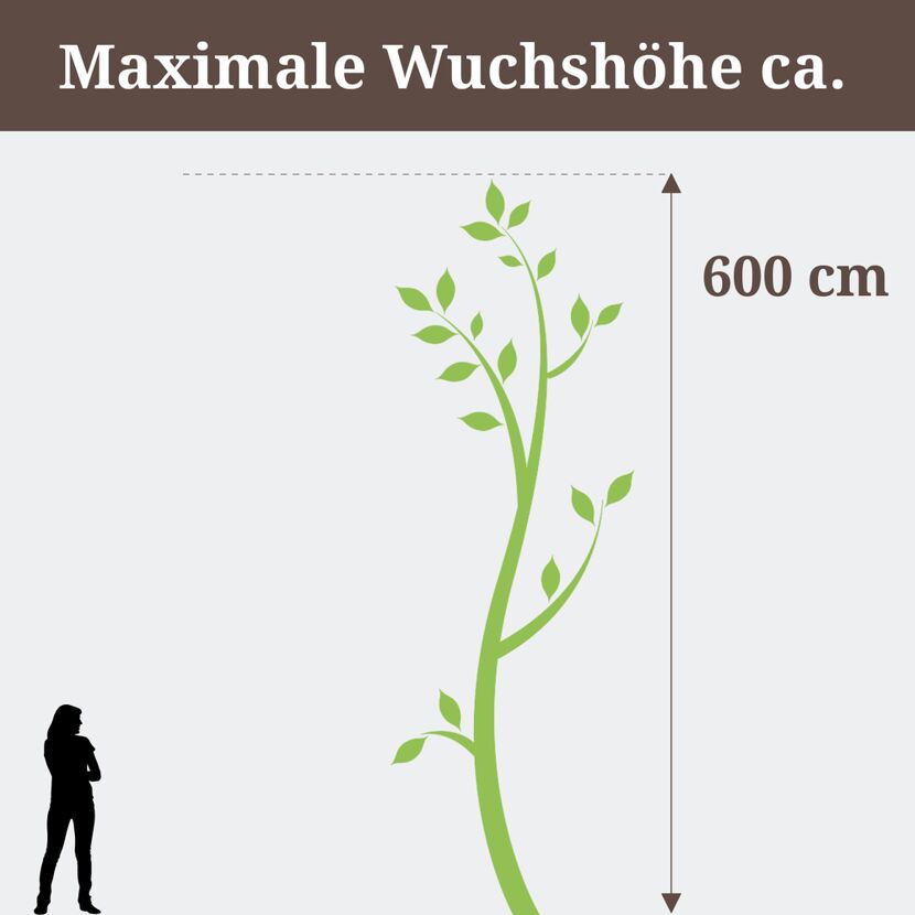 Wuchshöhe der Pflanze Lonicera Tellmanniana ca. 600 cm