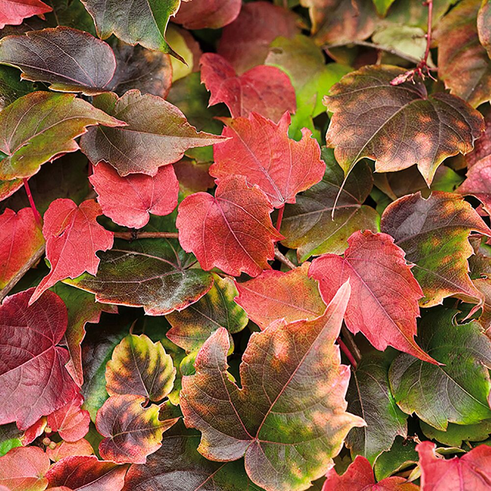 Herbstlaub des wilden Weins