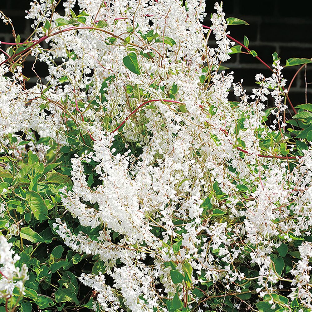 Weiß blühender Knöterich