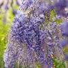 Blaue Blüten der Wisteria sinensis