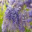 Blaue Blüten der Wisteria sinensis
