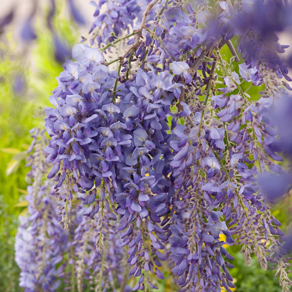 Blaue Blüten der Wisteria sinensis