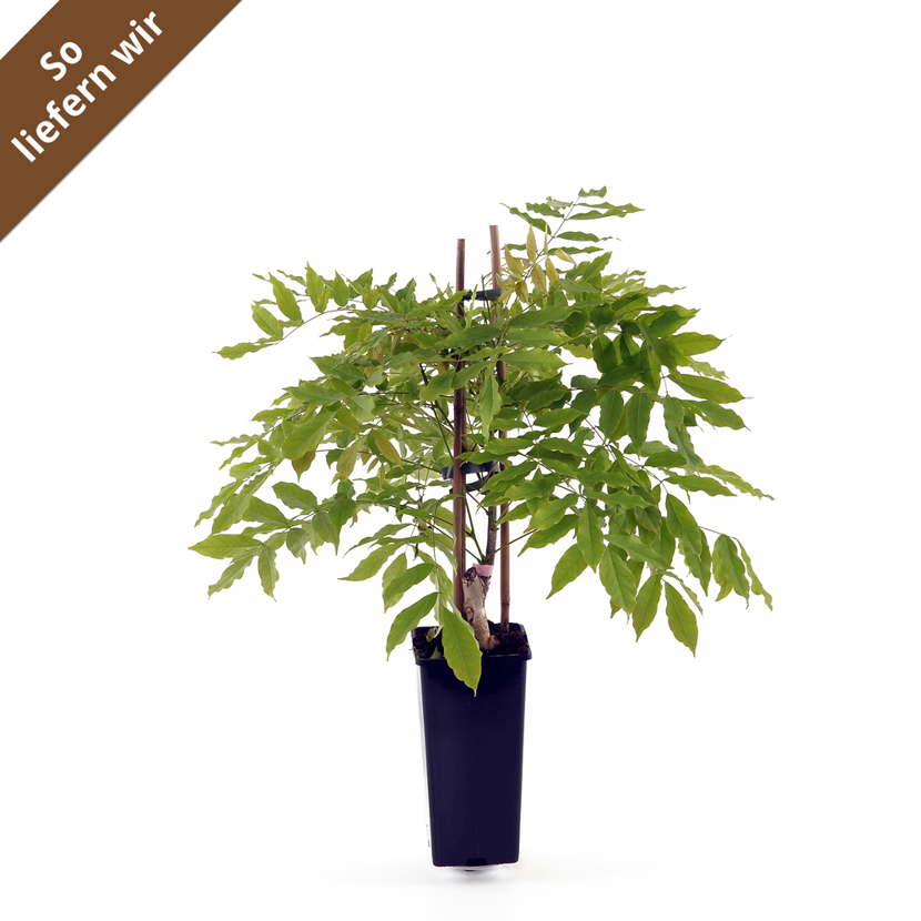 bonsai js Jade Haven Bonsai – Orchid Republic Floral Boutique