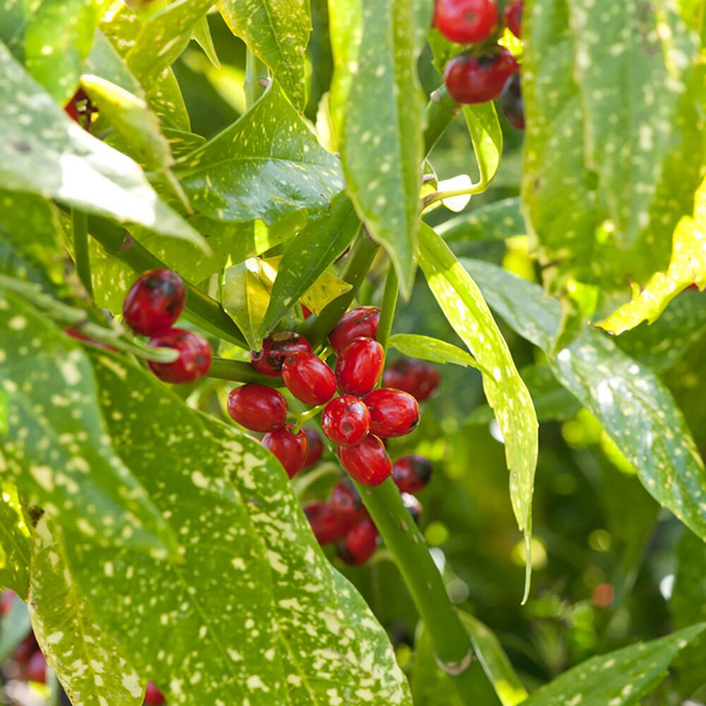 Nahaufnahme von roten Beeren an einem Aukubenstrauch.
