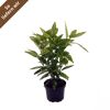 Japanische Aukube "Variegata"