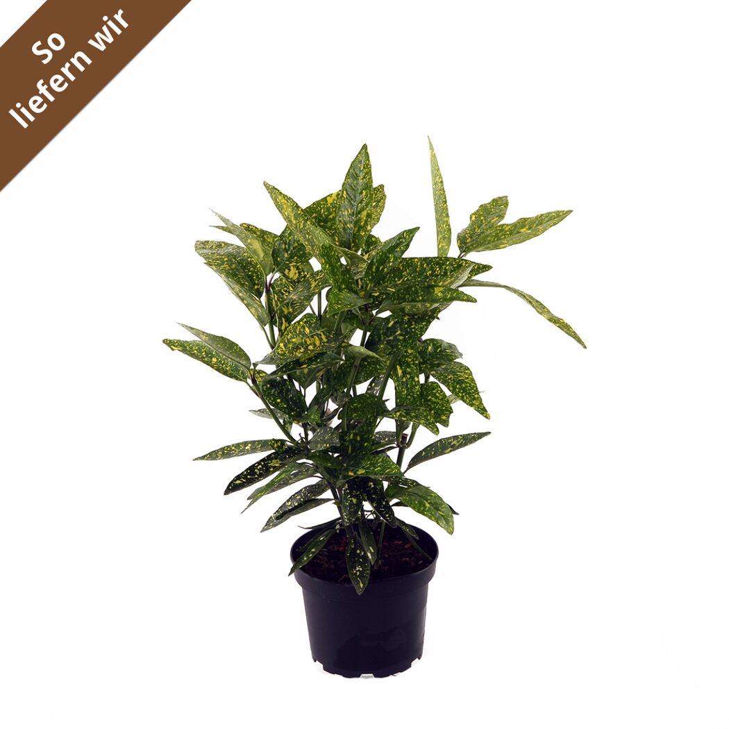Japanische Aukube "Variegata"