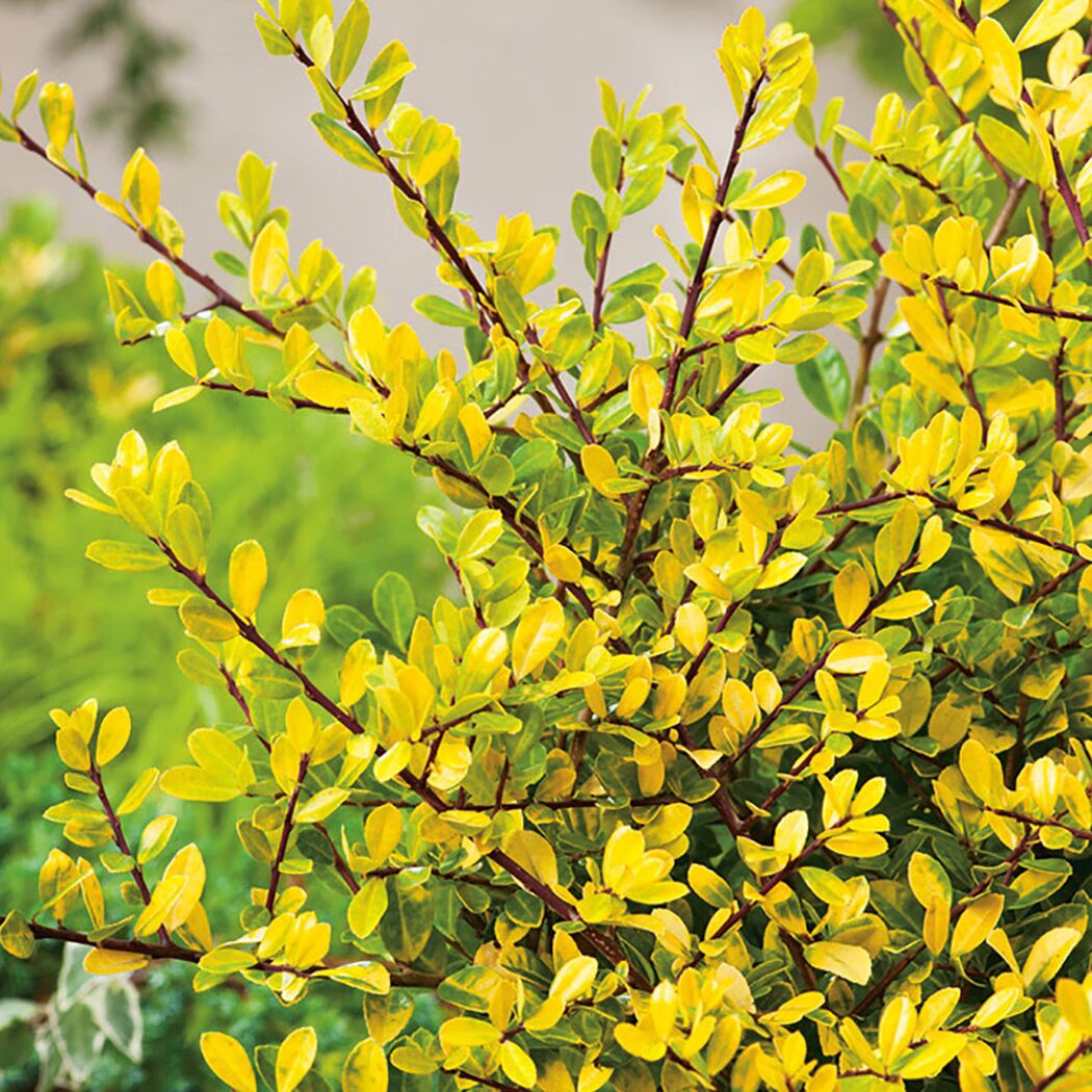 Gelbgrüner Ilex crenata Golden Gem