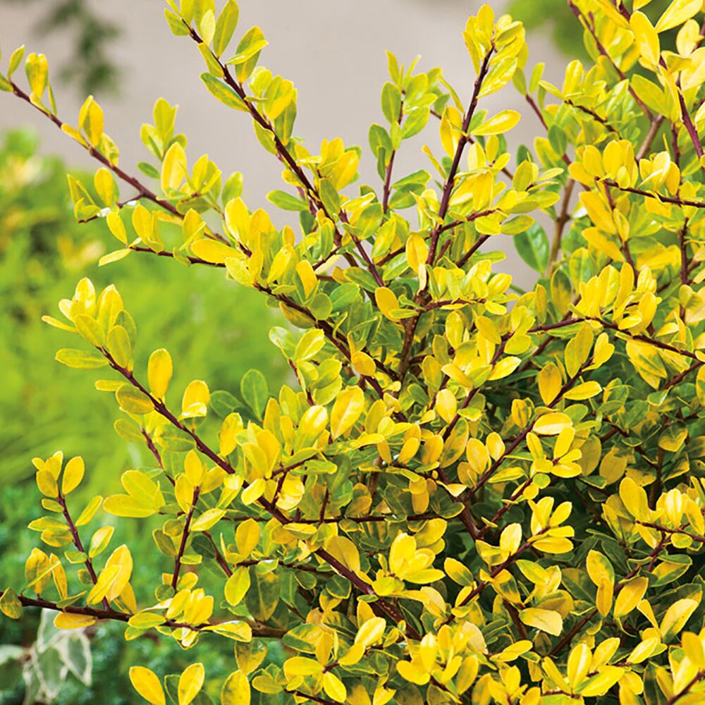 Gelbgrüner Ilex crenata Golden Gem