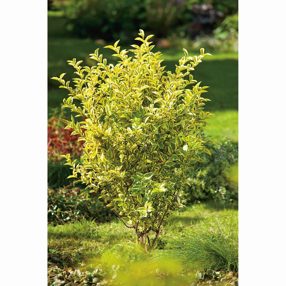 Goldliguster im Garten