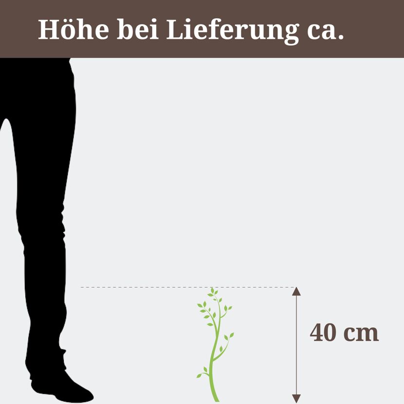 Goldliguster, Höhe bei Lieferung ca. 40 cm