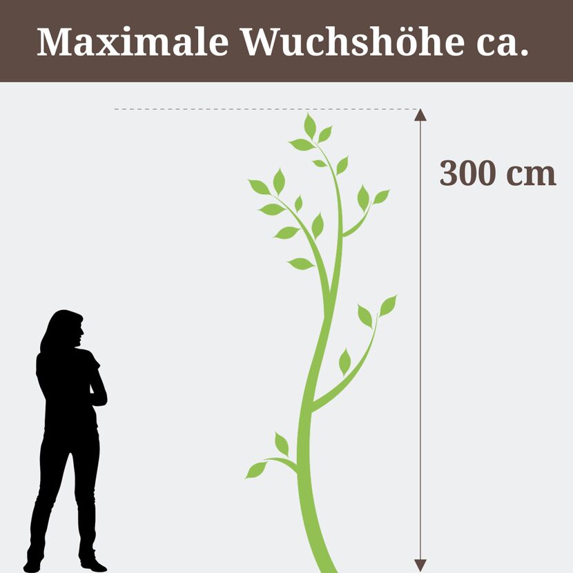 Person neben Baum. Maximale Wuchshöhe ca. 300 cm.