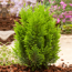 Gelbe Kegelzypresse 'Ellwood"s Empire' 17 cm Topf