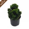 Chamaecyparis Nana gracilis im schwarzen Topf