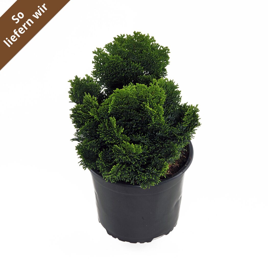 Chamaecyparis Nana gracilis im schwarzen Topf