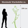 Chamaecyparis Nana gracilis, maximale Wuchshöhe 200 cm, Person als Größenvergleich