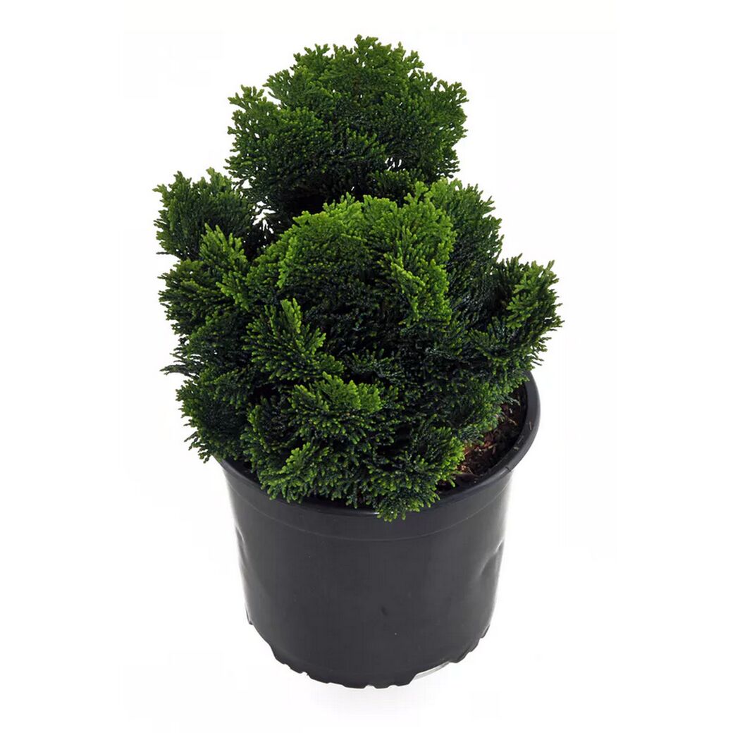 Chamaecyparis Nana gracilis in schwarzem Topf