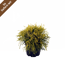 Verkleinertes Bild von Gelbe Faden-Zypresse 'Sungold' 17 cm Topf