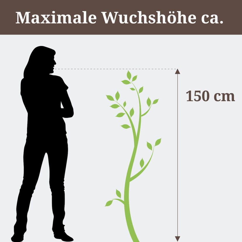 Person neben Pflanze mit maximaler Wuchshöhe 150 cm