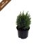 JUNIPERUS CHINENSIS Stricta im Topf