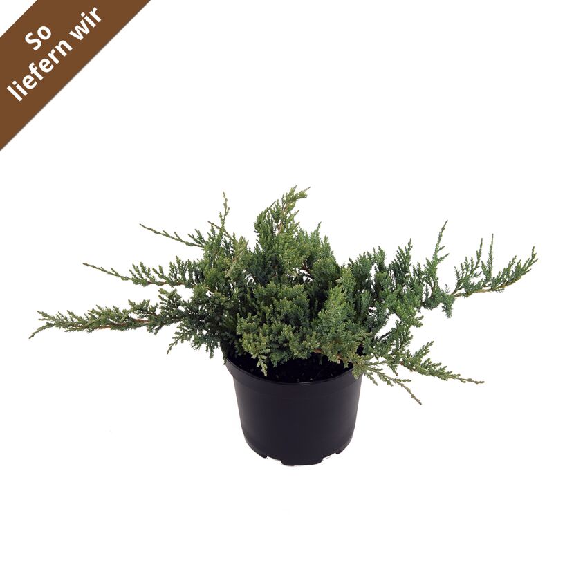 JUNIPERUS GLAUCA im schwarzen Topf