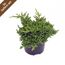 JUNIPERUS PROCUMBENS Nana im Topf