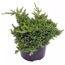 JUNIPERUS PROCUMBENS Nana im Topf