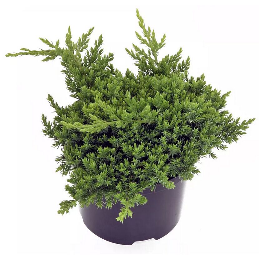 JUNIPERUS PROCUMBENS Nana im Topf