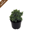 Wacholder 'Blue Star' 17 cm Topf