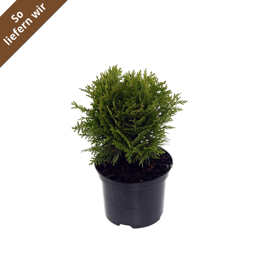 Grüne Thuja occidentalis Danica im schwarzen Topf