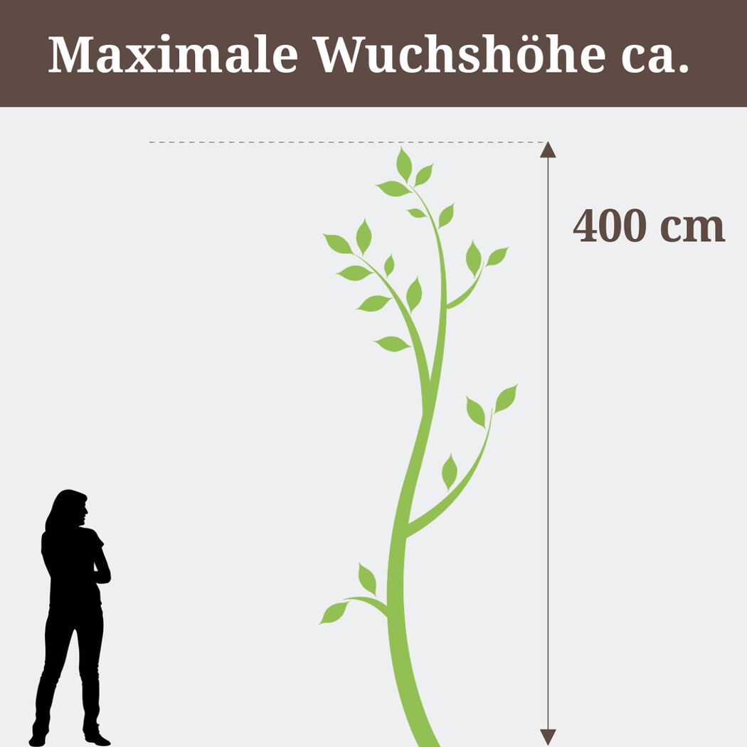 Grüne Pflanze mit maximaler Wuchshöhe 400 cm neben einer Person