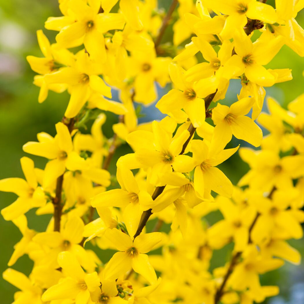 Gelbe Forsythienblüten
