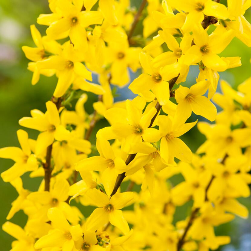 Gelbe Forsythienblüten
