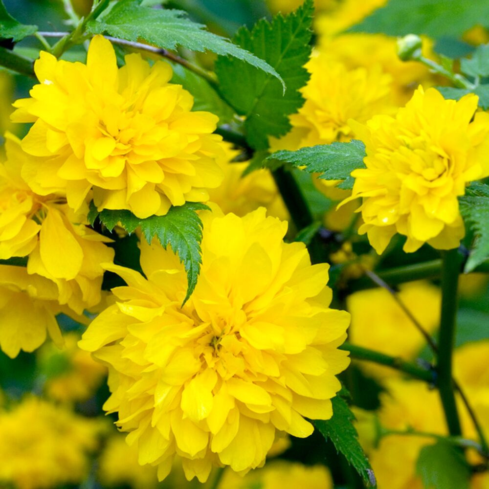 Gelbe, gefüllte Blüten der Kerrie