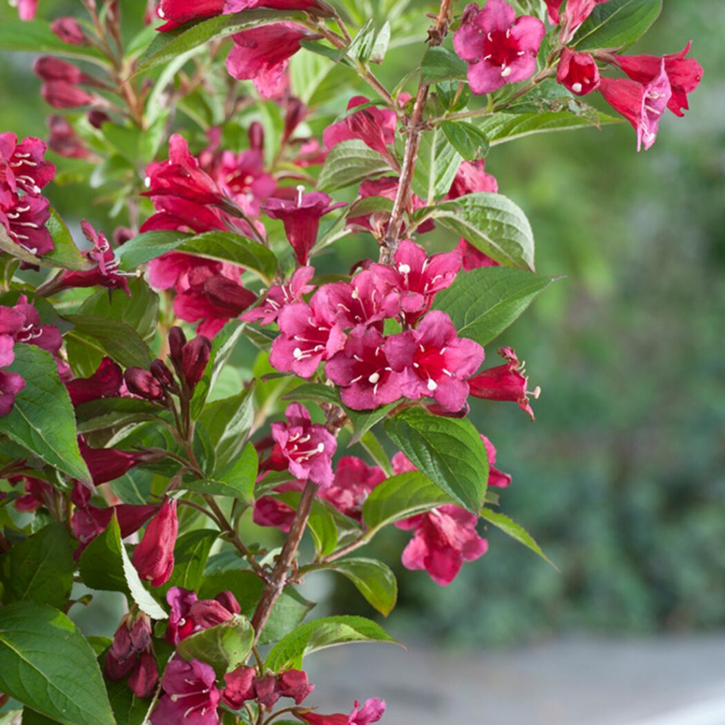 Weigelie Bristol Ruby mit Blüten