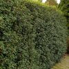Hecke aus Kirschlorbeer