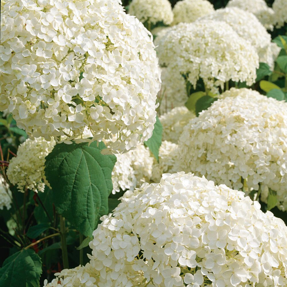 Weiße Hortensienblüten