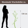Person neben Hydrangea, 130 cm hoch