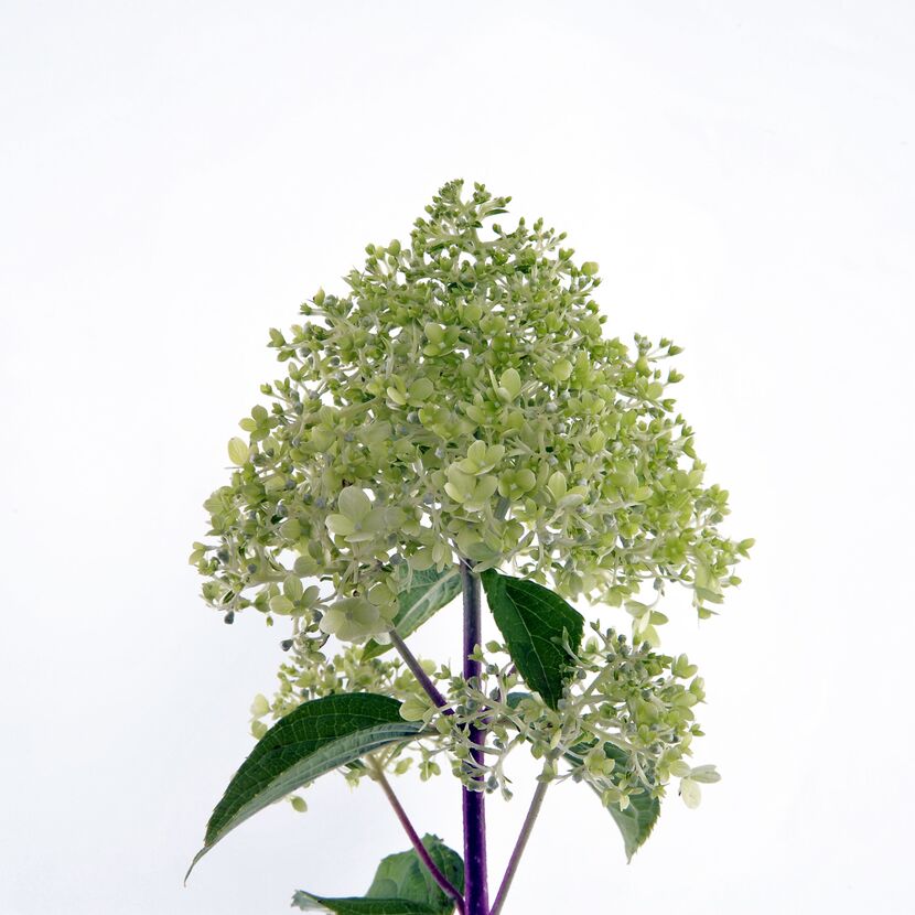 Rispenhortensie mit hellgrünen Blüten
