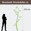 Baum ca. 250 cm hoch, Person daneben.
